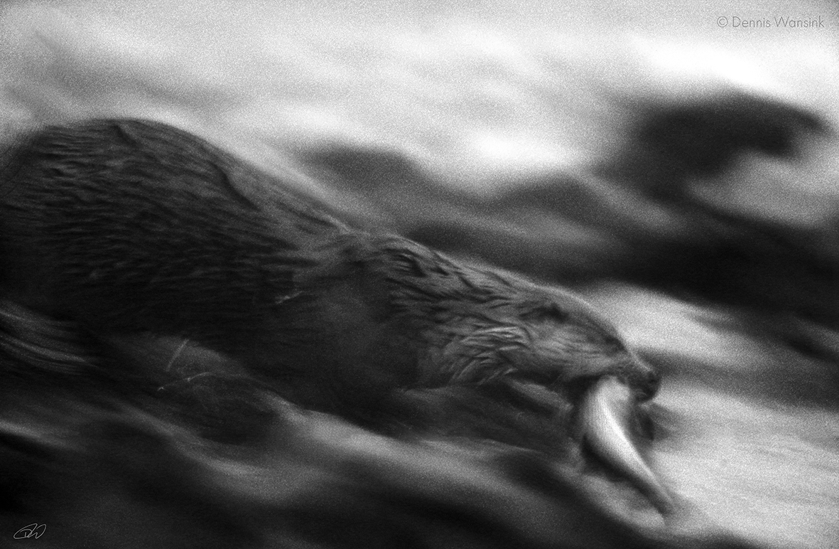 Shetland otter (© Dennis Wansink)