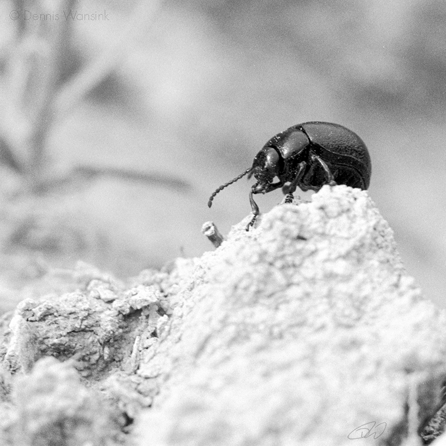 Beetle, Spain (© Dennis Wansink)